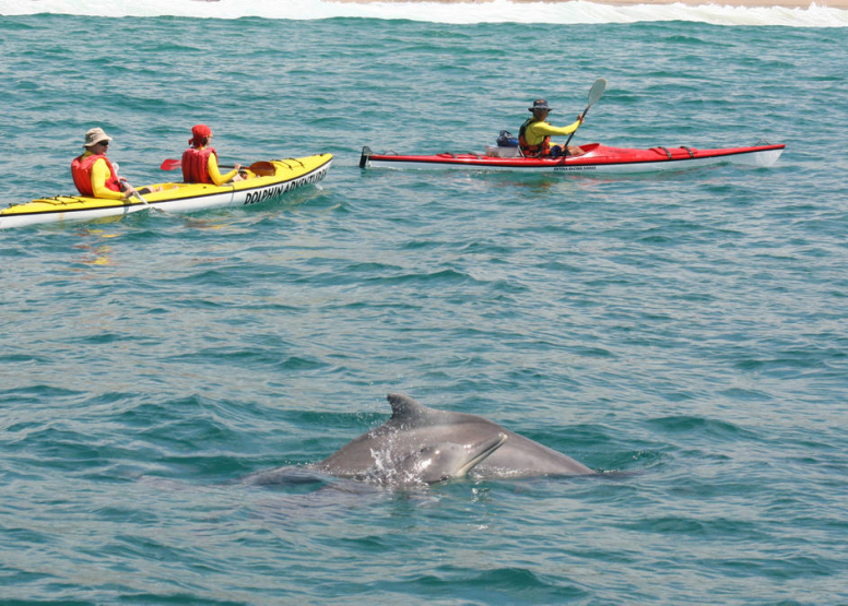 dolphin adventures