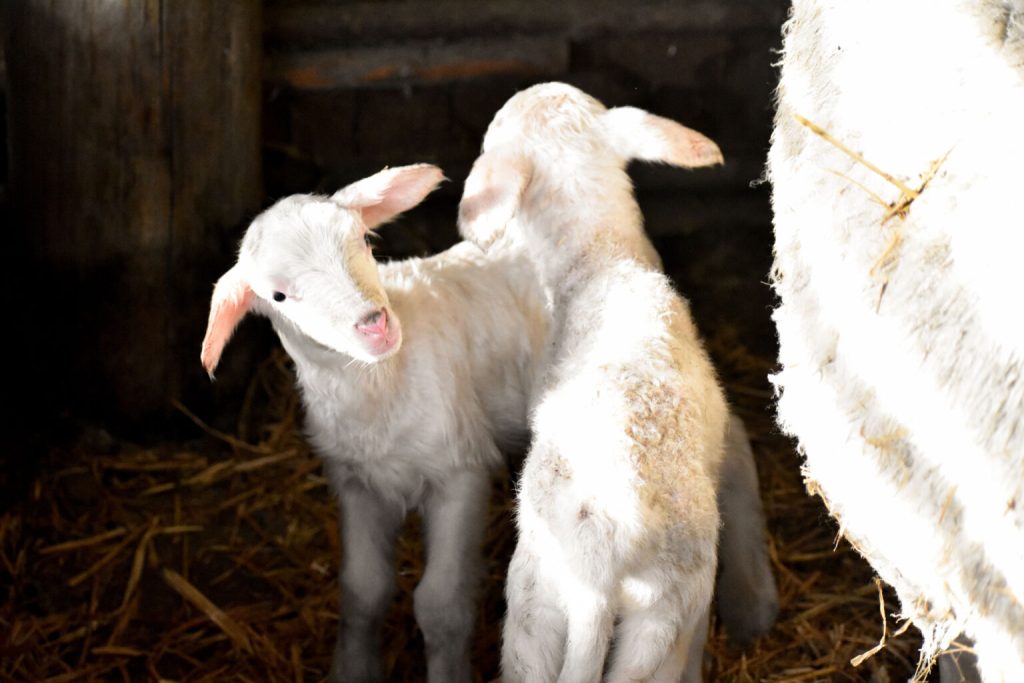 herold wines accommodation gallery 2 1536x1024