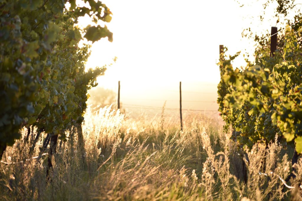 herold wines experiences gallery 7